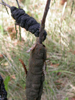 Apiosporina morbosa, The dry dull rough black fruiting body totally surrounds the twigs.